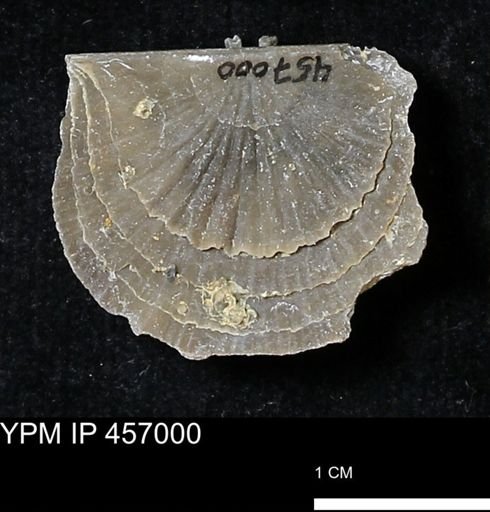 Stropheodonta sp.