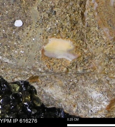 Protocardia subquadrata