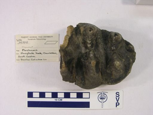 Mammut americanum