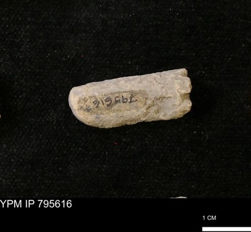 Baculites sp.