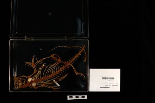 Pogona vitticeps
