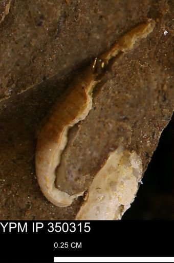 Limopsis striatopunctatus