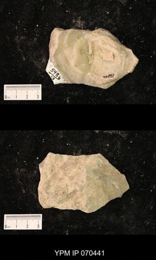 Heliolites nucella