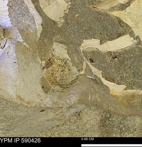 undet. Bivalvia