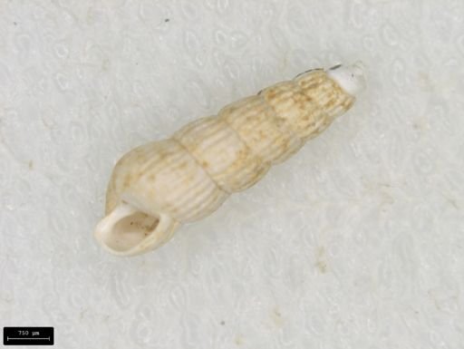 Turbonilla interrupta
