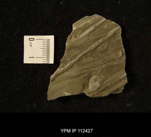 undet. Ichnofossil