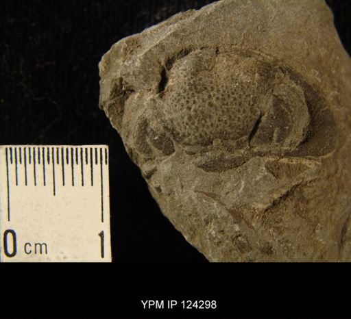 Phacops rana