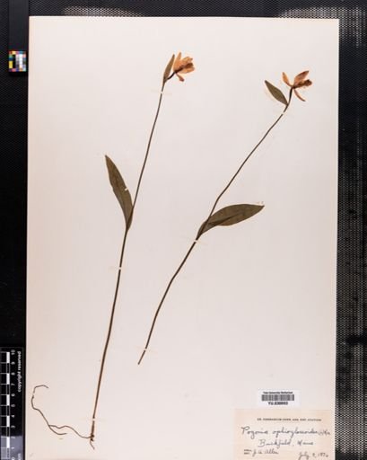 Pogonia ophioglossoides