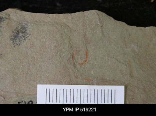 Ichnofossil