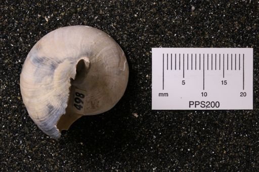 Busycon planulatum