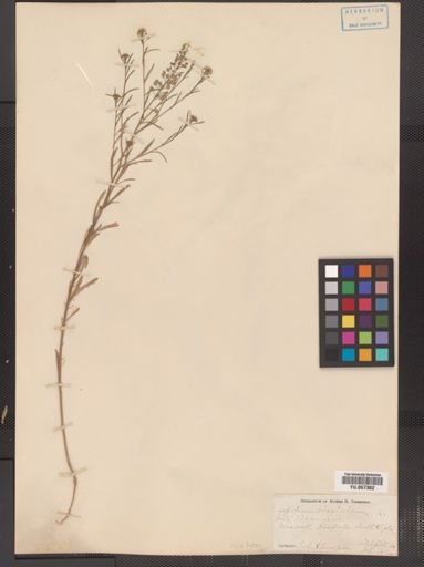Lepidium virginicum