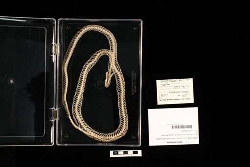 Natrix tessellata