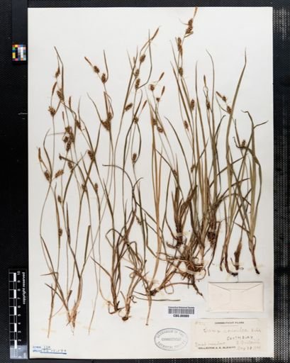 Carex conoidea