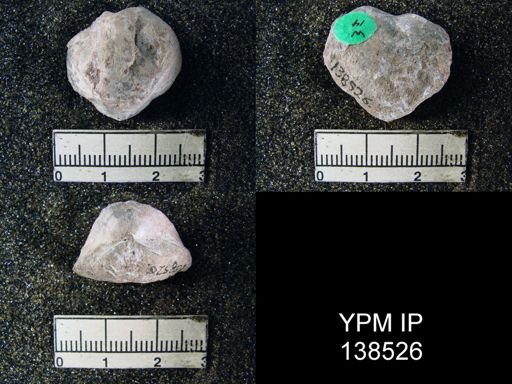 Athyris capillata
