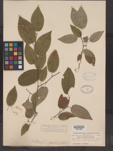 Amelanchier arborea
