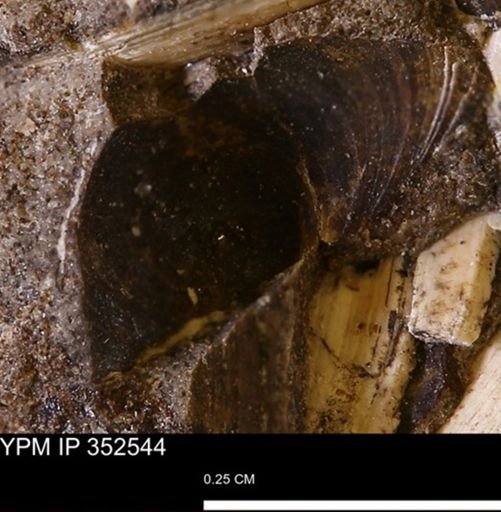 undet. Bivalvia