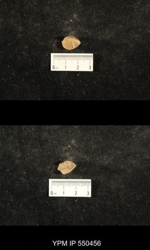 Euphemites sp.