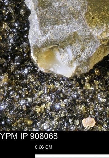 undet. Mollusca