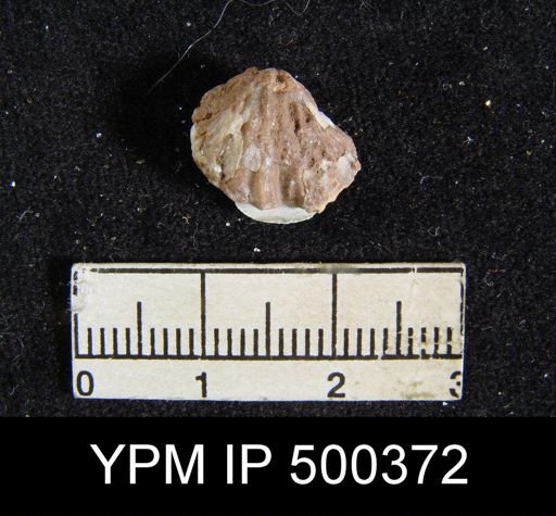 Spirifer sp.