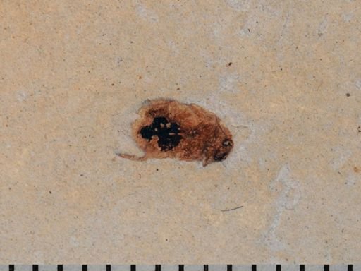 undet. Coleoptera