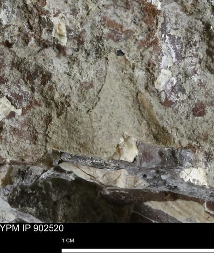 Inoceramidae?