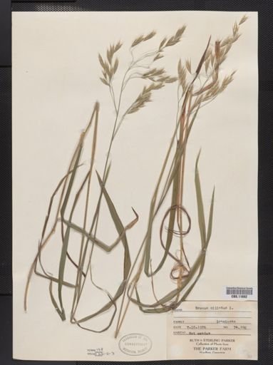 Bromus ciliatus