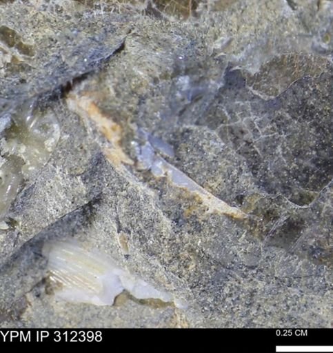 undet. Bivalvia