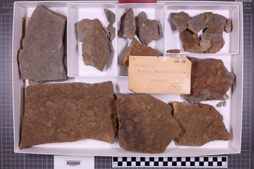mixed taxa, stratigraphic collection