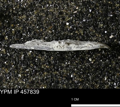 Strophodonta sp.