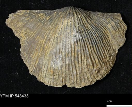 Stropheodonta kemperi