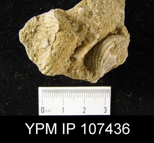 Incurvorostellum?