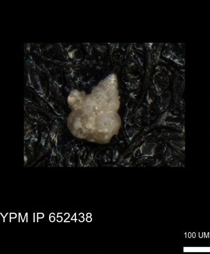 undet. Heterohelicidae