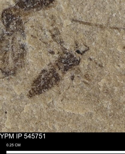 undet. Insecta
