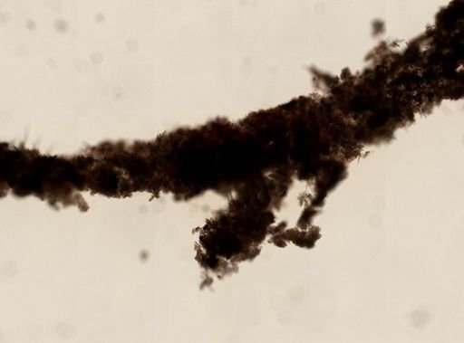 Myxilla incrustans