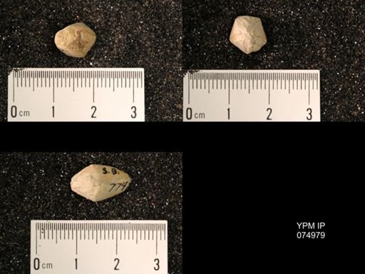 Troostocrinus rheinwardti