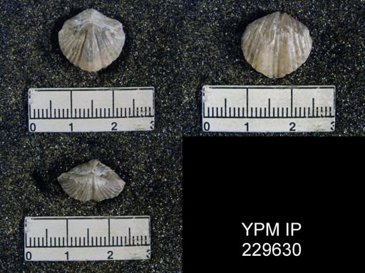 Spirifer opimus