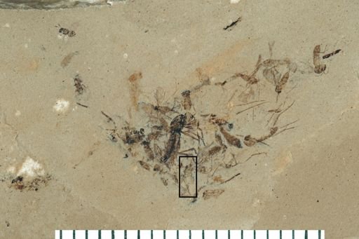 Diptera