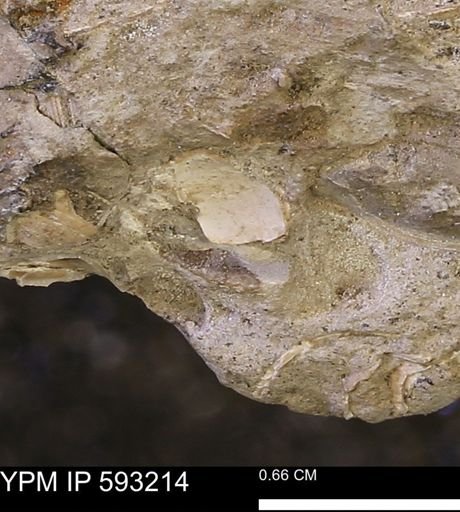 undet. Mollusca