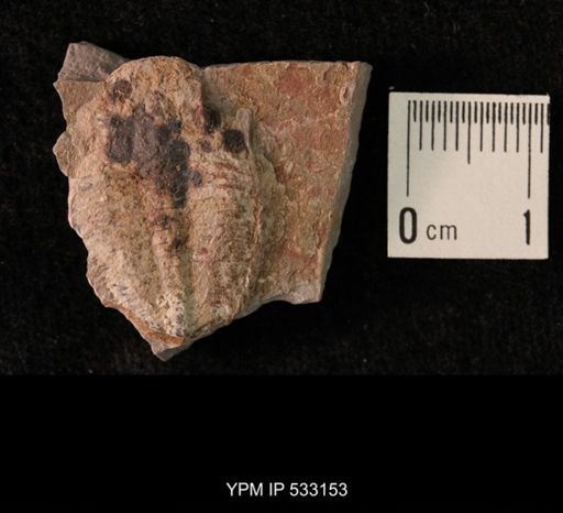 Elrathia kingi