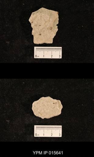 Stereopterum rotundum