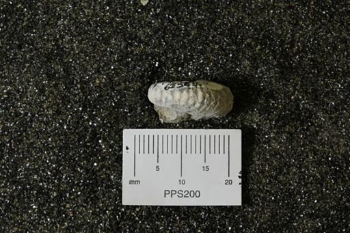 Hoploscaphites sp.