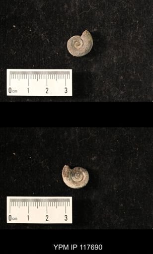 Hoxetopleura sp.