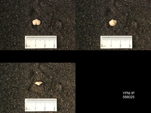 Zygospira modesta