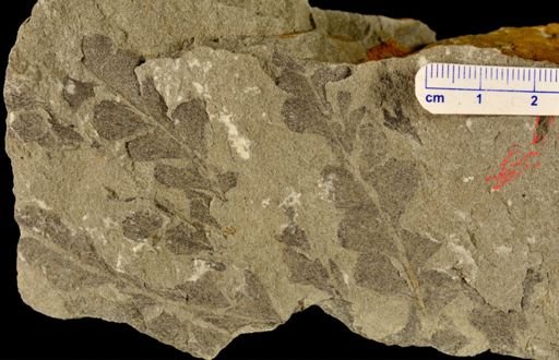 Archaeopteris sp.