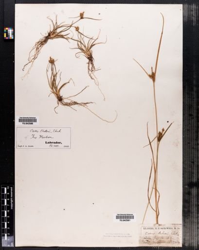 Carex viridula