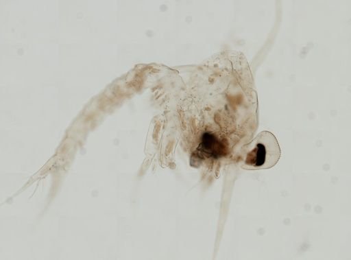 Brachyura