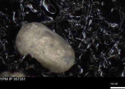 undet. Ostracoda