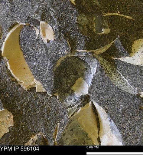Protocardia?