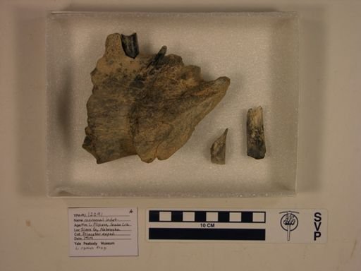undet. Mammalia