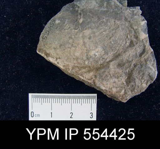 Stropheodonta sp.